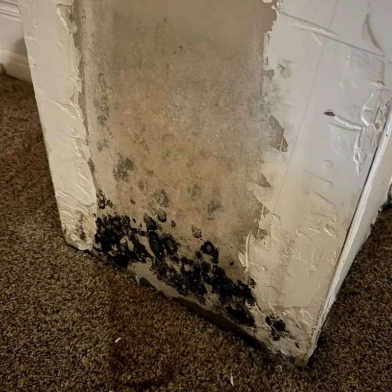Professional Mold Removal in Soledad, CA